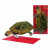 3D-Karte Schildkröte